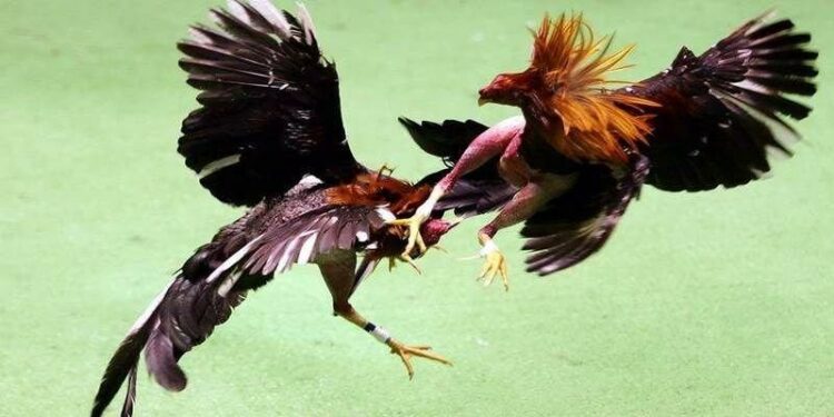 Đá gà Nhatvip – Hành trình thống trị sân chơi của chiến kê