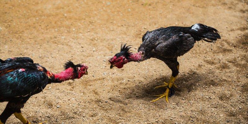 da ga nhatvip tu co ban den pro Đá gà Nhatvip – Hành trình thống trị sân chơi của chiến kê Ảnh Được Tài Trợ