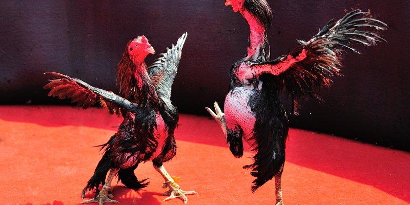ly do da ga nhatvip duoc yeu thich Đá gà Nhatvip – Hành trình thống trị sân chơi của chiến kê Ảnh Được Tài Trợ