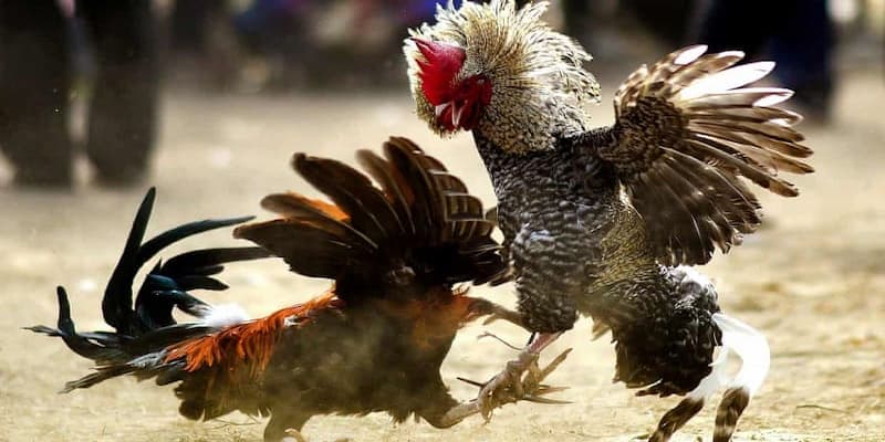 da ga don 123b 1 Đá gà đòn 123b – Bí quyết thắng cược cho anh em bet thủ Ảnh Được Tài Trợ