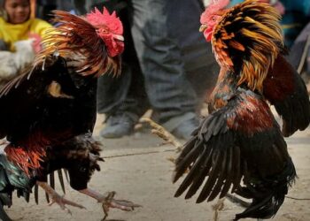 Đá gà đòn 123b – Bí quyết thắng cược cho anh em bet thủ