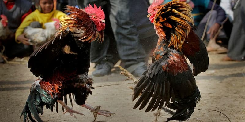 da ga don 123b 2 Đá gà đòn 123b – Bí quyết thắng cược cho anh em bet thủ Ảnh Được Tài Trợ