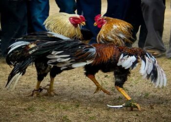 Đá Gà J88 – Trường gà đình đám và nổi tiếng hàng đầu